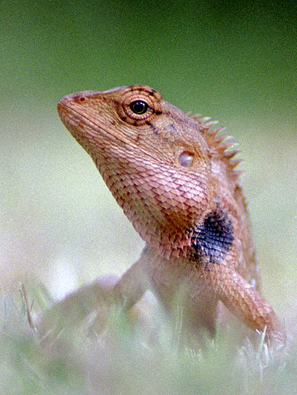 ještěrka